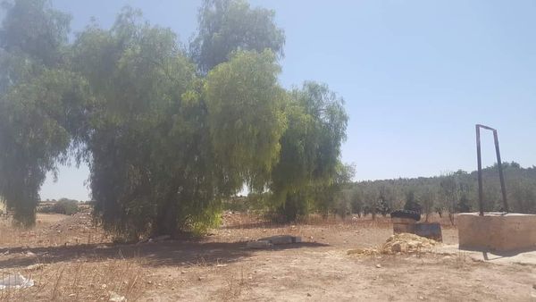 من تراثنا التاريخي المحلي شجرة الطناجة الأسطورة،نحكي عنها اليوم بعد أن عمرت بيننا عمرا طويلا.عبد الرحيم هريوى -ج – المفاسيس (خريبكة)-المغرب