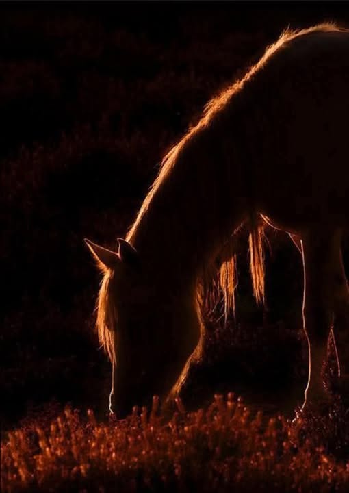 الشاعرة المغربية ليلى برادة في رثاء للأنين الصامت الوجودي عبر أجراس من الكلمات..خريبكة اليوم- المغرب